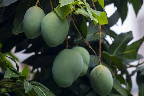 Sunshine, mango tree, ripe, mango, fruit Stock Photos