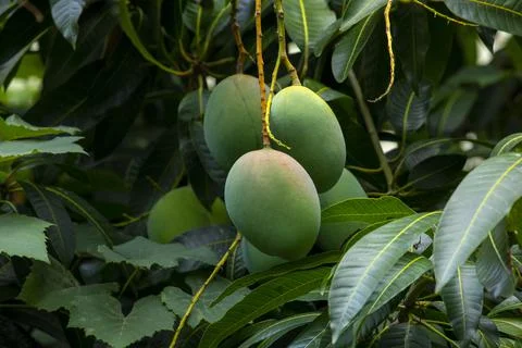 Sunshine, mango tree, ripe, mango, fruit Stock Photos