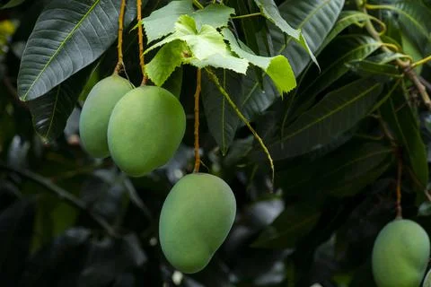 Sunshine, mango tree, ripe, mango, fruit Stock Photos