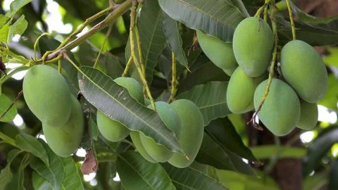 Sunshine, mango tree, ripe, mango, fruit Stock Photos