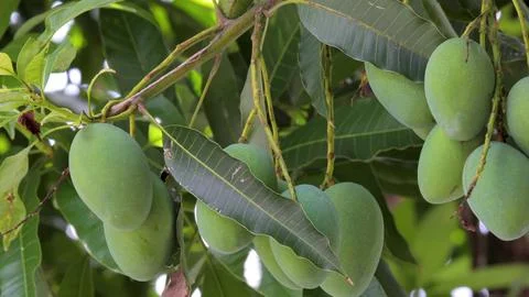 Sunshine, mango tree, ripe, mango, fruit Stock Photos