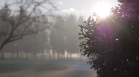 Sunshine in the morning Stockbeeldmateriaal 50194732