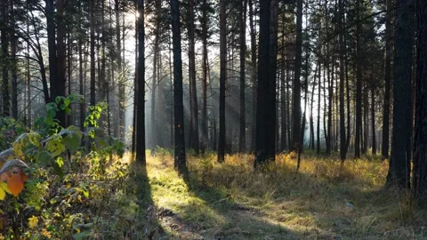 Sunshine morning rays between trees in the autumn frosty forest Stock Footage 144445559