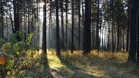 Sunshine morning rays between trees in the autumn frosty forest Stock Footage 160955884