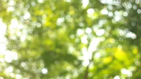 Sunshine nature Bokeh 86160060