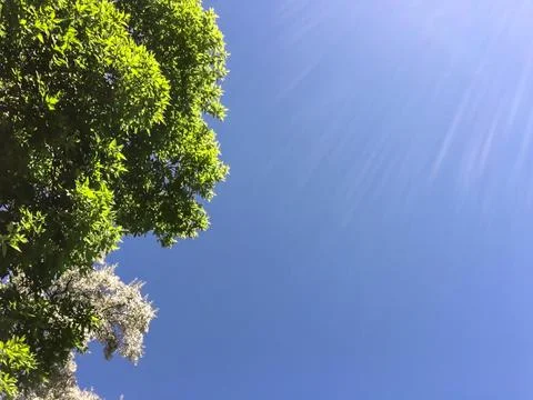 Sunshine over green leaf's Stock Photos