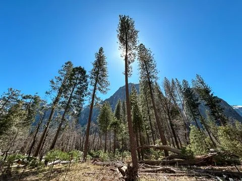 Sunshine over high trees Stock Photos