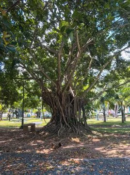 Sunshine over the old tree Stock Photos