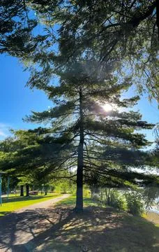 Sunshine over a Tall Pine Tree Stock-Fotos