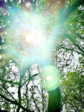 Sunshine over trees Stock Photos