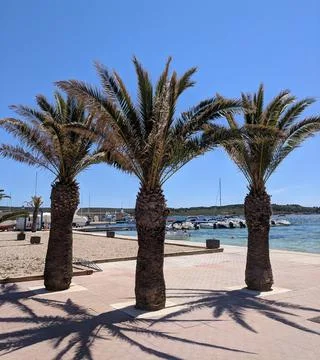 Sunshine palms Stock Photos