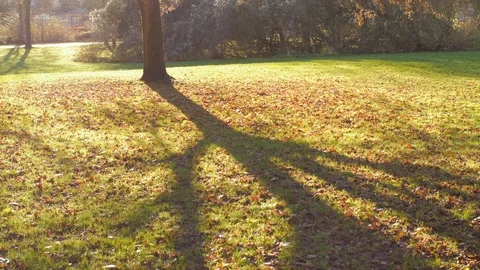 Sunshine at the Park Video stock 100411172