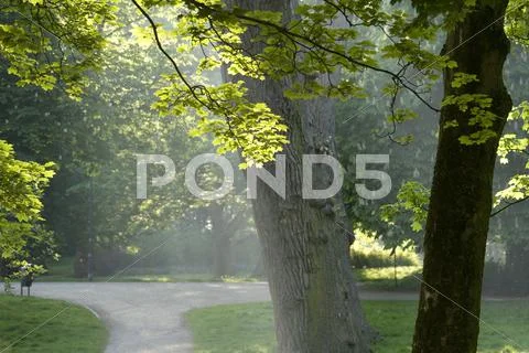 Sunshine in park Stock Photos
