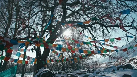 Sunshine passing through ancient tree prayer flags 動画素材 233590469