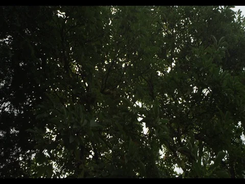 Sunshine Peaking through the Leaves Video stock 76664493