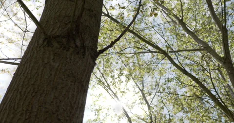 Sunshine peeking through trees in spring Stock Footage 253112739