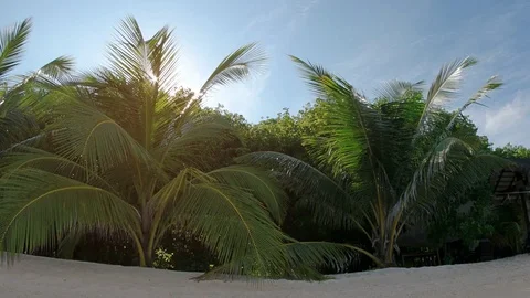 Sunshine Peeks through Palm Fronds over Tropical Beach, with Sound Stock Footage 72740317