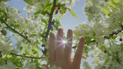 Sunshine Peeks Through White Blossoms On A Tree, Woman's Hand Reaches Toward Sun Stock Footage 129411628