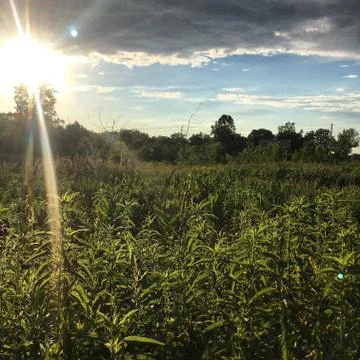 Sunshine Stock Photos