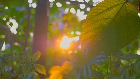 Sunshine Stock Photos