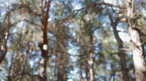 Sunshine in pine needles Stock Footage 60610596