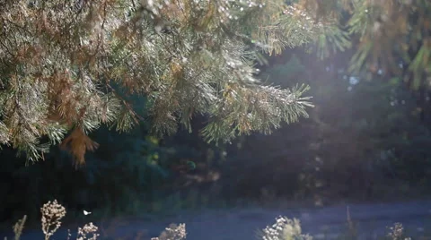 Sunshine in pine needles Stock Footage 63000020