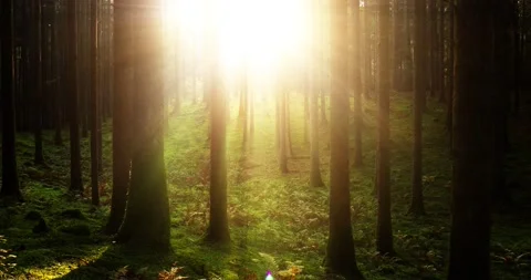Sunshine rays in magic calm wood landscape Видео 230092905