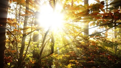 Sunshine rays in through autumn colored tree branches Video stock 323323798