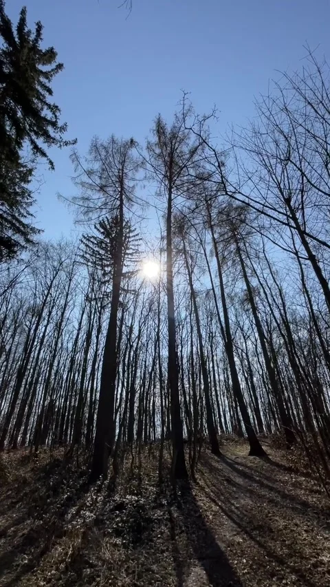 Sunshine reaches bare branches duration increases shadow length Видео 347332809
