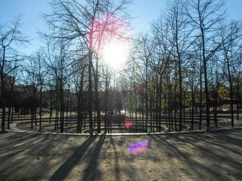 Sunshine reflecting over the trees Stock Photos