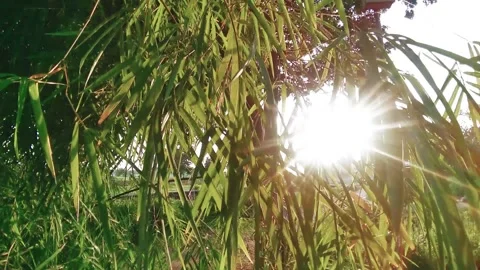 The sunshine rose among the leaves Stock Footage 150842701