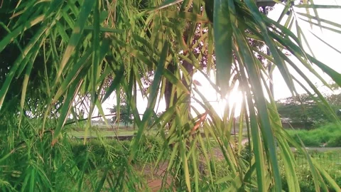 The sunshine rose among the leaves Stock Footage 150842702