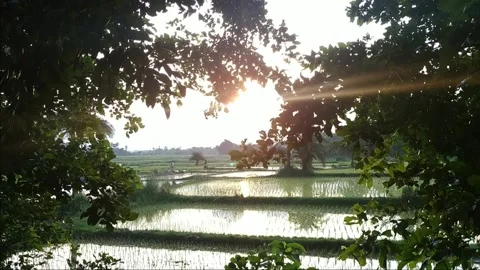 Sunshine on rural cornfield Stock Footage 160562796