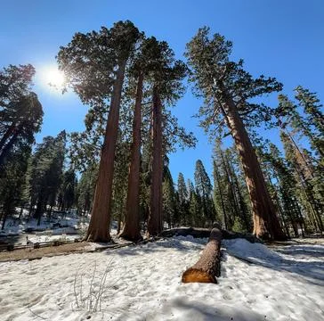 Sunshine on Sequoia Trees Stock Photos