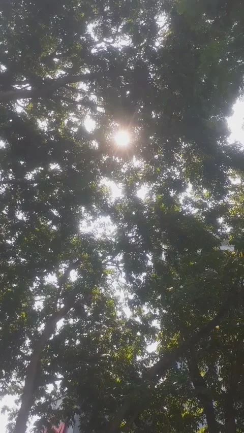 Sunshine in shady nature Video stock 243146737