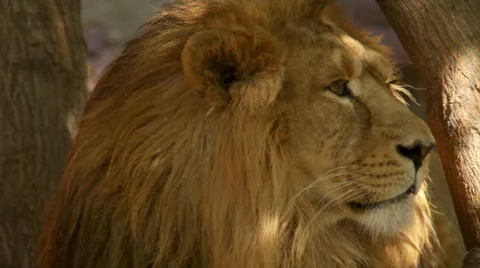 Sunshine specks on drowsy face of dozing lion on tree trunk background close up. Stock Footage 46806705