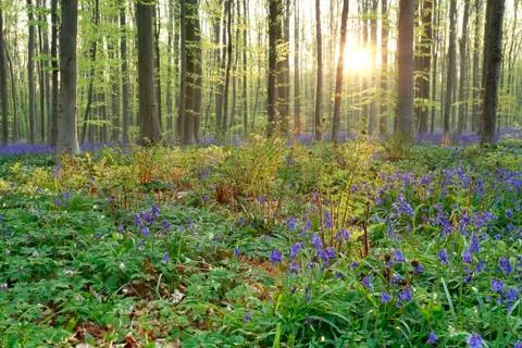 Sunshine in spring blosoming forest Stock Photos