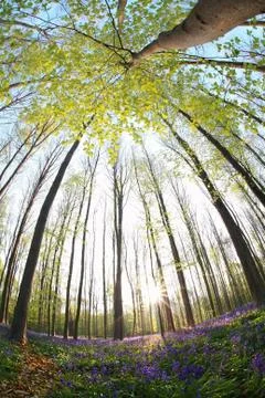 Sunshine in spring flowering forest Stock Photos