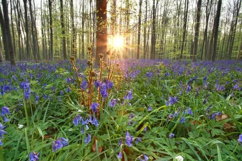 Sunshine in spring flowering forest Stock Photos