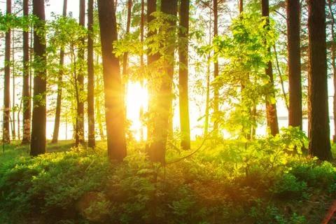 Sunshine in spring forest Stock Photos