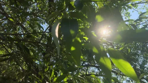 Sunshine streaming through green foilage in summer park. Sun rays. Trees of Video stock 280321795