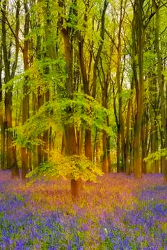 Sunshine streams through beech trees in bluebell woods of Oxfordshire Stock Photos