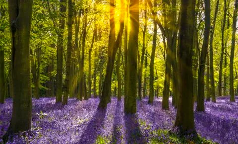 Sunshine streams through beech trees in bluebell woods of Oxfordshire Stock Photos