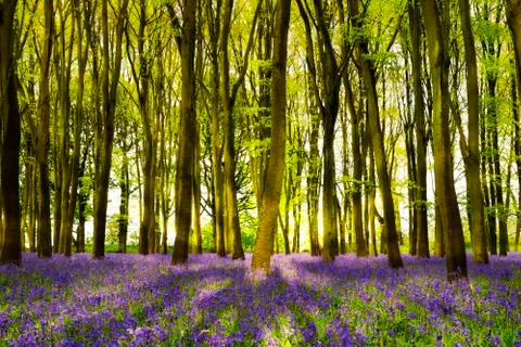 Sunshine streams through beech trees in bluebell woods of Oxfordshire Stock Photos