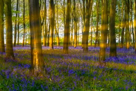 Sunshine streams through beech trees in bluebell woods of Oxfordshire Stock Photos