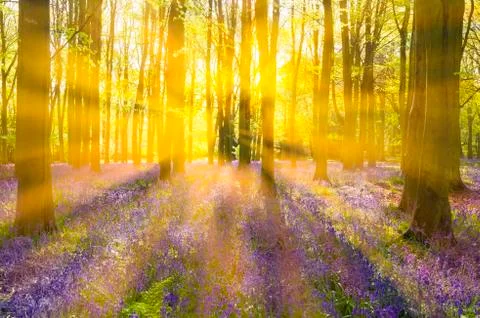 Sunshine streams through beech trees in bluebell woods of Oxfordshire Stock Photos