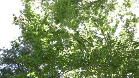 Sunshine in summer trees Stock Footage 141937474