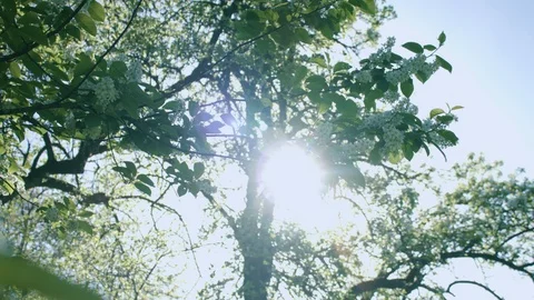 Sunshine Sun Shining Through Leaves And Blossoms In The Morning In Spring Stock Footage 108743943