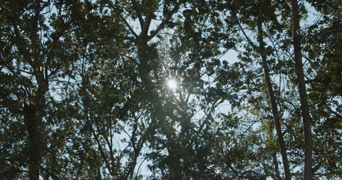 Sunshine sun shining through the tree leaves calm mood relax Stock Footage 127684164