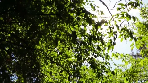 Sunshine with sunbeams through trees in forest 動画素材 77696412